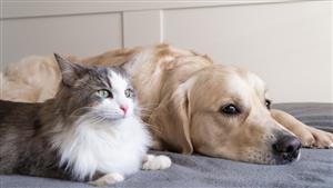 لماذا امتلاك حيوان أليف له فوائد نفسية لكبار السن