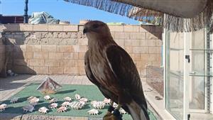 البيئة: ضبط عدد من الطيور المهددة بالانقراض قبل بيعها بمنطقة قايتباي بالإسكندرية