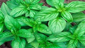 الريحان.. وقاية طبيعية من الالتهابات والبكتيريا