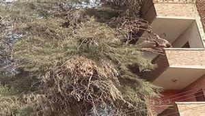بالصور- سقوط شجرة على منزل في المنوفية بسبب الرياح