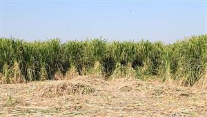 محافظ قنا يحظر نقل محصول قصب السكر خارج المحافظة 