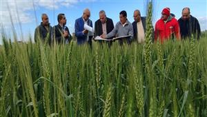 "قيادات الزراعة" تتفقد بعض مساحات القمح بمحافظة الغربية
