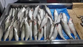 70 جنيها لكيلو البلطي.. أسعار السمك في سوق العبور اليوم