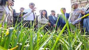 بالصور- وزيرة التعاون الدولي تتفقد المزارع الحقلية لـ"الثوم"  ومشروعات تحسين الدخل بالمنيا