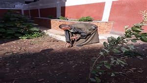 100 مليون شجرة.. زراعة أشجار مثمرة في قرى ديرمواس وسمالوط بالمنيا