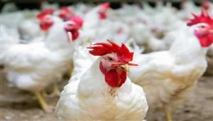"منتجي الدواجن": اذا كانت الافراجات عن الأعلاف كافية لما وصلت الأسعار لهذا الحد
