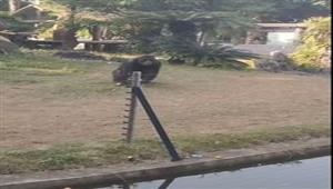 في حديقة حيوان.. تصرف غير متوقع من قرد لـ فتاة كانت تلتقط لها صورا