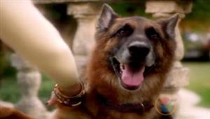 يمتلك ثروة كبيرة ويعيش في قصر.. ما قصة أغنى كلب في العالم؟