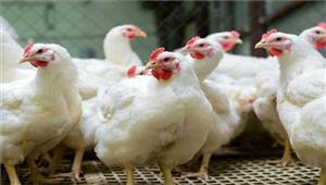 إحياء إنتاج المنازل.. "زراعة الشيوخ" تضع حلا لأزمة الدواجن