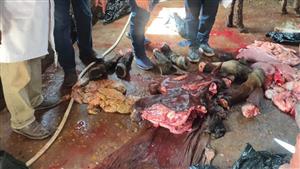 بالصور.. ضبط مواطن ذبح حصان لطرح لحومه للبيع في الدقهلية