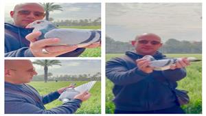 فيديو.. مكي يكشف عن فوزه في سباق الحمام الزاجل في الإمارات 