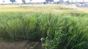 بالصور- زراعة أصناف القمح تحت ظروف الإجهادات البيئية بمحطة بحوث رأس سدر 