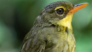 بالصور: ضحية الفانيليا.. الطائر الميت منذ 24 سنة يعود للحياة