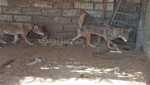 "جاب الديب من ديله".. "كوبرا" يصطاد الذئاب ويلعب معها في جبال سوهاج - فيديو وصور 