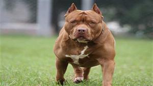 النيابة تتحفظ على كاميرات المراقبة في عقر كلب لمدير بنك بالشيخ زايد