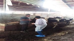 تستهدف 145 ألف رأس ماشية في الإسكندرية.. انطلاق حملة التحصين ضد الحمى القلاعية - صور