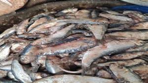 حقيقة صورة دفن الأسماك الميتة بسبب حملة المقاطعة