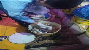 بالصور- سمك فاسد وألوان محظورة في الفسيخ بالوادي الجديد