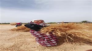 بالصور– فرق إرشادية لتوعية المزارعين خلال حصاد القمح في جنوب سيناء 