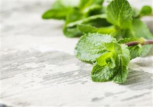 هذا ما يحدث للكبد عند تناول النعناع.. مفاجأة 