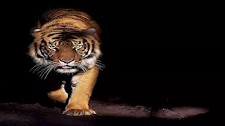 نمر يتجول داخل فندق ويسبب حالة فوضى "فيديو"