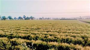 الذهب الأصفر ظهر في أسيوط.. بدء موسم حصاد القمح - صور 