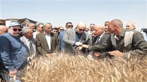 في ليلة عيده.. حصاد القمح ببني سويف 