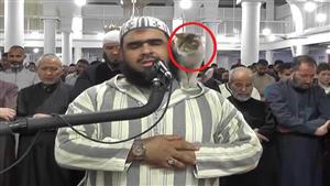 "قطة الجزائر تهزم دراما رمضان".. قصة المنشور الدوار الذي أثار الجدل