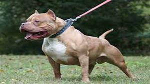 هجوم مفاجئ من الكلب.. تفاصيل عقر محاسب وشقيقه بالجيزة