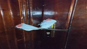 بالصور- غلق عيادة أسنان وتحرير 12 مخالفة صحية في حملة بجنوب سيناء