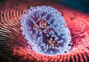 بشرى سارة- إنهاء حالة الطوارئ المتعلقة بجدري القرود