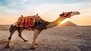 إصابة سائحة لاتينية سقطت من أعلى جمل بالأهرامات