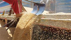 رئيس "الصوامع والتخزين": الدولة تشتري القمح من المزارعين بسعر أعلى من المستورد