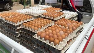 اتحاد منتجي الدواجن: انخفاض أسعار بيض المائدة في الأسواق بنسبة 40%
