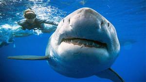 وسط حالة ذعر ورعب.. سمكة قرش تهاجم مصطافين في أمريكا