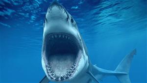 العثور على سمكة قرش غريبة بأسنان تشبه الإنسان- ما القصة؟