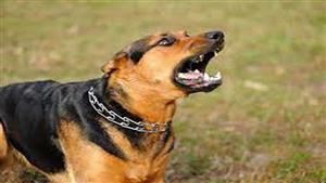 آخرة الشفقة "عضة كلب".. مأساة سيدتين و3 أطفال بالعجوزة