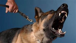 عصابة "الكلب الهائج".. تفاصيل اعتداء سيدة أعمال و3 موظفين على شاب بالقاهرة