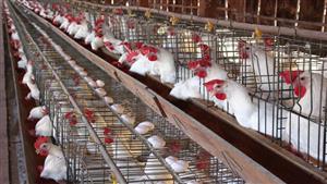 أسباب انخفاض أسعار الدواجن.. رئيس الشعبة يوضح