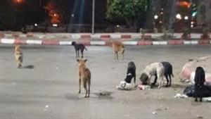 كلب مفترس يعقر 19 شخصا في قنا