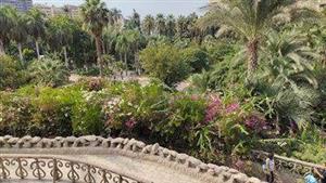 الحكومة ترد ببيان على أنباء قطع الأشجار النادرة في حديقة الأسماك بالزمالك