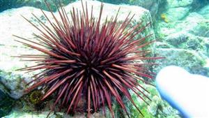 نفوق جماعي للقنافد طويلة الأشواك بالبحر الأحمر.. البيئة تكشف التفاصيل