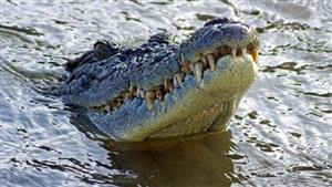 وفاة مرعبة.. صياد وجدوا بقايا جسده في أكثر من تمساح