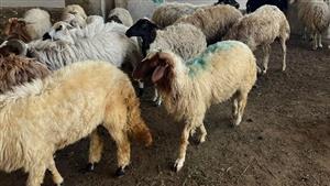 بالأسعار وطرق الحجز.. الزراعة تطرح أضاحي العيد