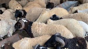 ما حكم الجمع بين نية العقيقة والأضحية؟.. تعرف على رد البحوث الإسلامية