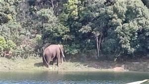 أبعد 280 كيلومترًا عن غابته.. قصة مؤلمة لفيل هندي أعيد توطينه بسبب عشقة للأرز