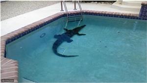 تمساح ضخم يهجم على عائلة في منزلها.. وهذا ما حدث