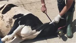 الطب البيطري يوجه رسائل للمواطنين بشأن ذبح الأضاحي