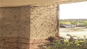 لحظات مرعبة في شوارع أمريكا.. هجوم الآلاف من الصراصير فما السبب؟ 