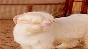 شديد الجمال.. تيس يثير تفاعلا على تويتر ومطالبات بعدم ذبحه في العيد